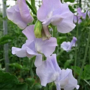 Lathyrus odoratus spring sunshine lilac