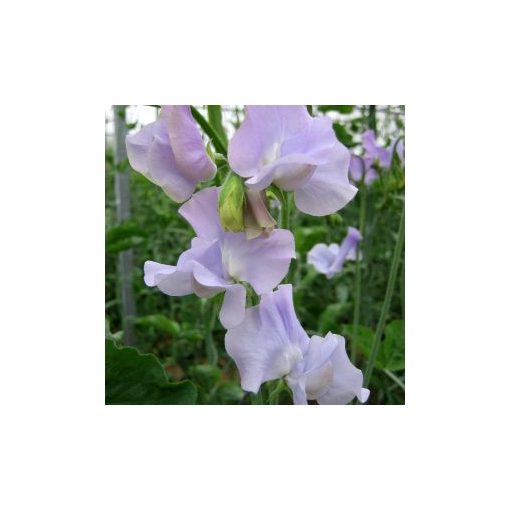 Lathyrus odoratus spring sunshine lilac