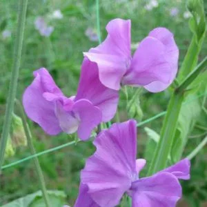 Lathyrus odoratus spring sunshine mauve