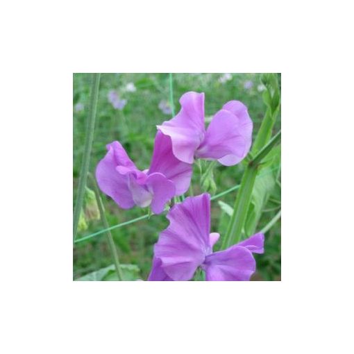 Lathyrus odoratus spring sunshine mauve