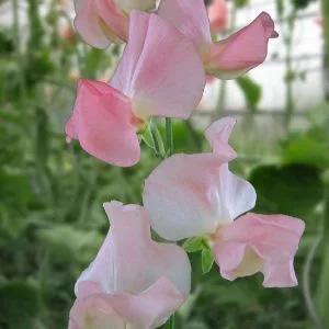 Lathyrus odoratus spring sunshine nancy