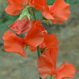 Lathyrus odoratus spring sunshine orange