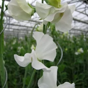 Lathyrus odoratus spring sunshine white