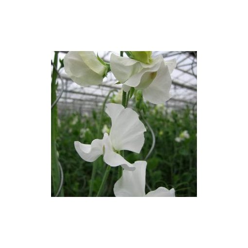 Lathyrus odoratus spring sunshine white