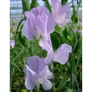 Lathyrus odoratus winter sunshine lavender