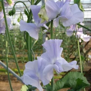 Lathyrus odoratus winter sunshine light blue