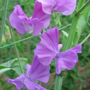 Lathyrus odoratus winter sunshine mauve