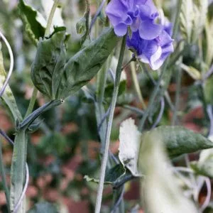 Lathyrus odoratus winter sunshine midblue