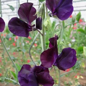 Lathyrus odoratus winter sunshine navy