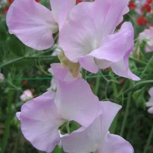 Lathyrus odoratus winter sunshine opal