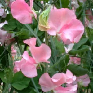 Lathyrus odoratus winter sunshine pink
