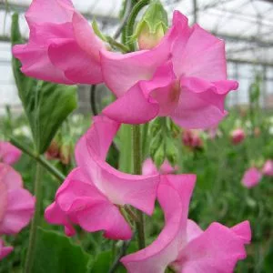 Lathyrus odoratus winter sunshine rose