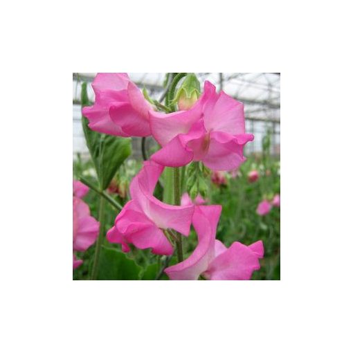 Lathyrus odoratus winter sunshine rose