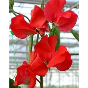 Lathyrus odoratus winter sunshine scarlet