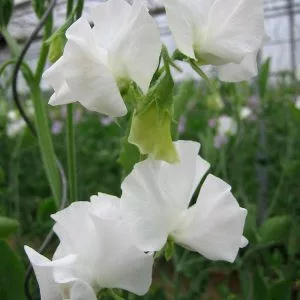 Lathyrus odoratus winter sunshine white