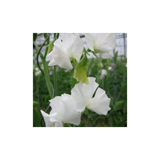 Lathyrus odoratus winter sunshine white