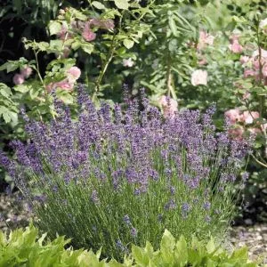 Lavandula angustifolia