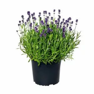 Lavandula angustifolia mini blue (primed seeds)
