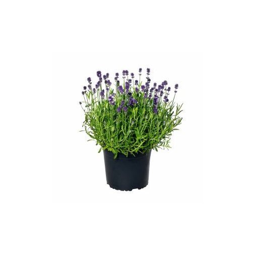 Lavandula angustifolia mini blue (primed seeds)