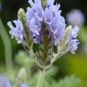 Lavandula multifida origano