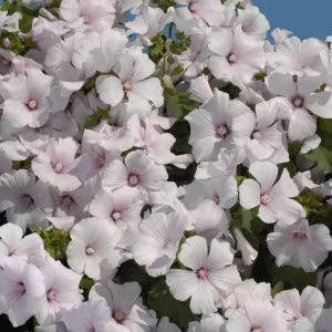 Lavatera trimestris new dwarf pink blush