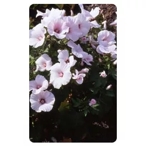 Lavatera trimestris pink regis