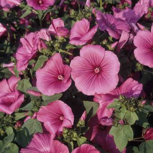 Lavatera trimestris ruby regis