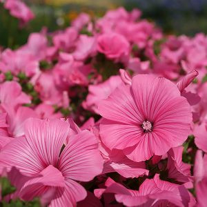 Lavatera trimestris silver cup