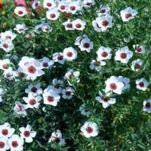 Linum grandiflorum bright eyes