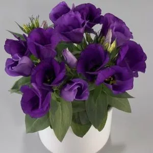 Lisianthus (eustoma) grandiflorum carmen blue