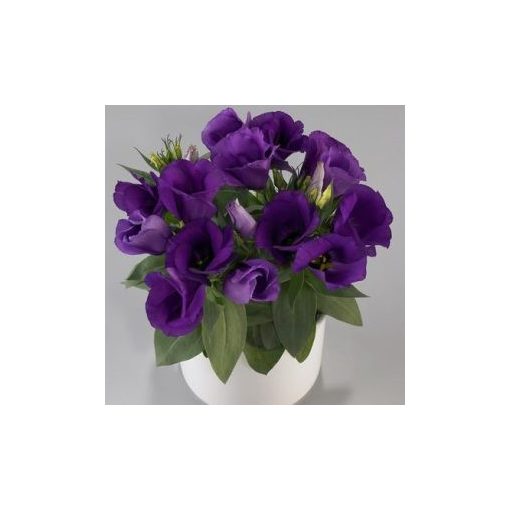 Lisianthus (eustoma) grandiflorum carmen blue