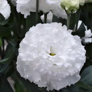 Lisianthus (eustoma) grandiflorum corelli su ii white