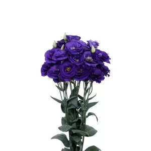 Lisianthus (eustoma) grandiflorum excalibur 2 blue