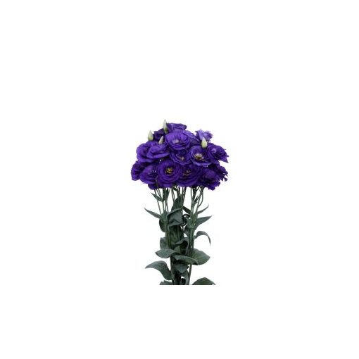 Lisianthus (eustoma) grandiflorum excalibur 2 blue