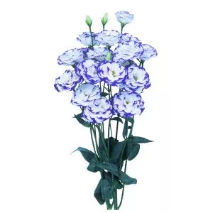 Lisianthus (eustoma) grandiflorum excalibur 2 blue picotee