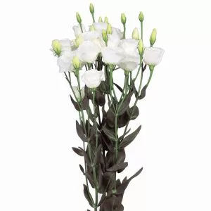 Lisianthus (eustoma) grandiflorum excalibur 2 pure white