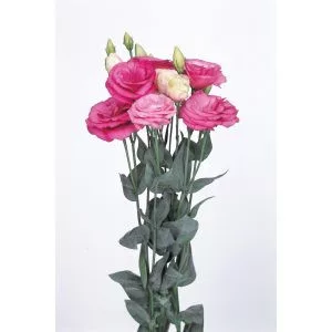 Lisianthus (eustoma) grandiflorum excalibur 2 rose pink