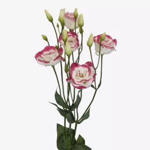 Lisianthus (eustoma) grandiflorum excalibur 3 hot lips