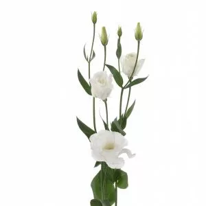 Lisianthus (eustoma) grandiflorum excalibur 3 pure white