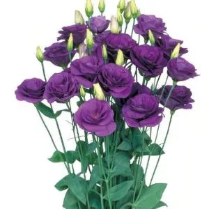 Lisianthus (eustoma) grandiflorum mariachi ii blue