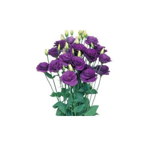 Lisianthus (eustoma) grandiflorum mariachi ii blue