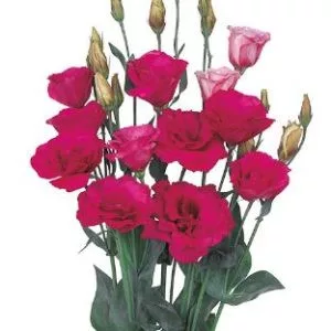 Lisianthus (eustoma) grandiflorum mariachi ii carmine