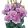 Lisianthus (eustoma) grandiflorum mariachi ii lavender