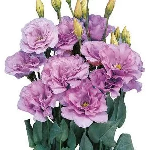 Lisianthus (eustoma) grandiflorum mariachi ii lavender