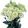 Lisianthus (eustoma) grandiflorum mariachi ii lime green