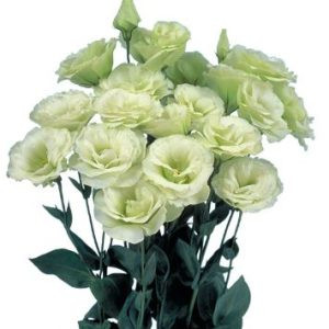 Lisianthus (eustoma) grandiflorum mariachi ii lime green