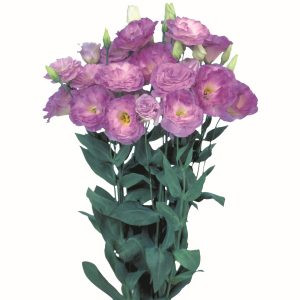 Lisianthus (eustoma) grandiflorum mariachi ii misty blue