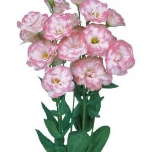 Lisianthus (eustoma) grandiflorum mariachi ii pink picotee