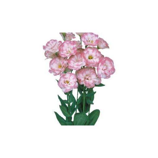 Lisianthus (eustoma) grandiflorum mariachi ii pink picotee