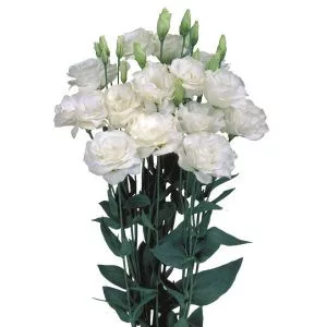 Lisianthus (eustoma) grandiflorum mariachi ii pure white